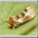 Diachrysia chrysitis - Messingeule 04.jpg